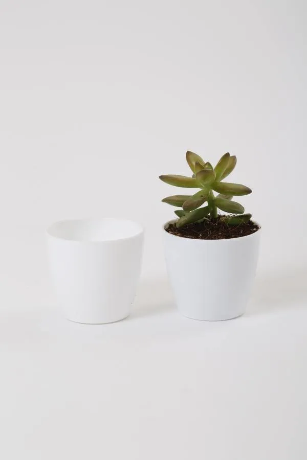 2.5 Inch White Singapore Pot (67mm)