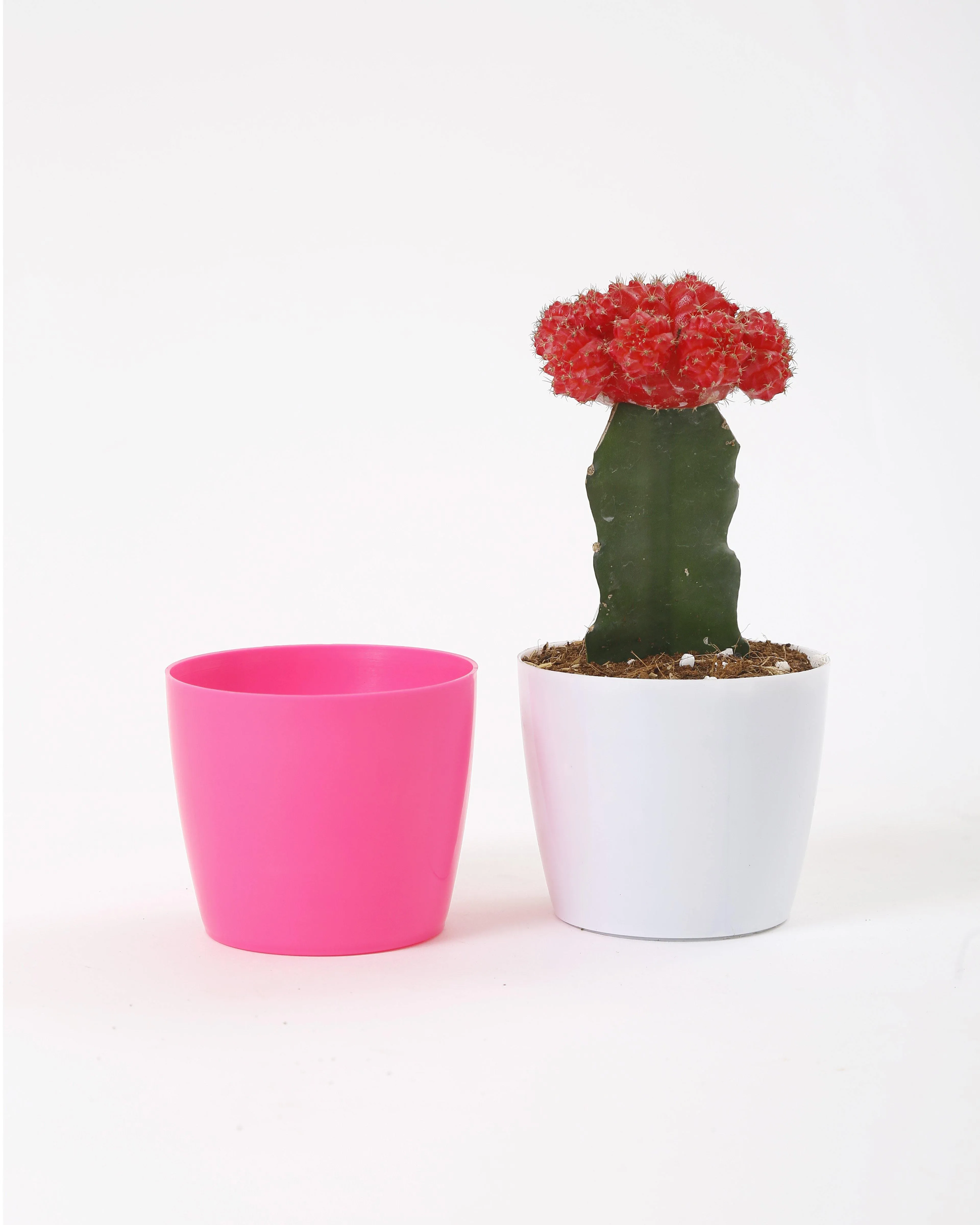 3.5 Inch Pink Singapore Pot (90mm)