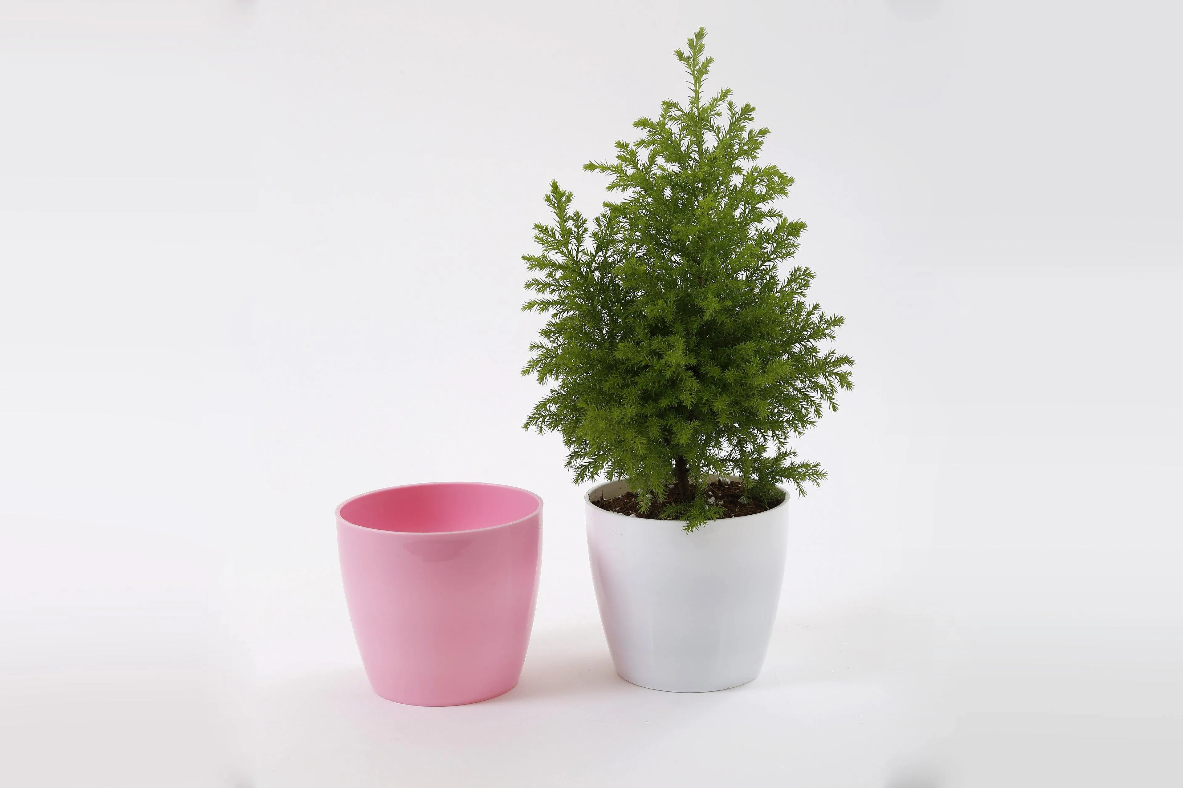 5 Inch Pink Singapore Pot (125mm)