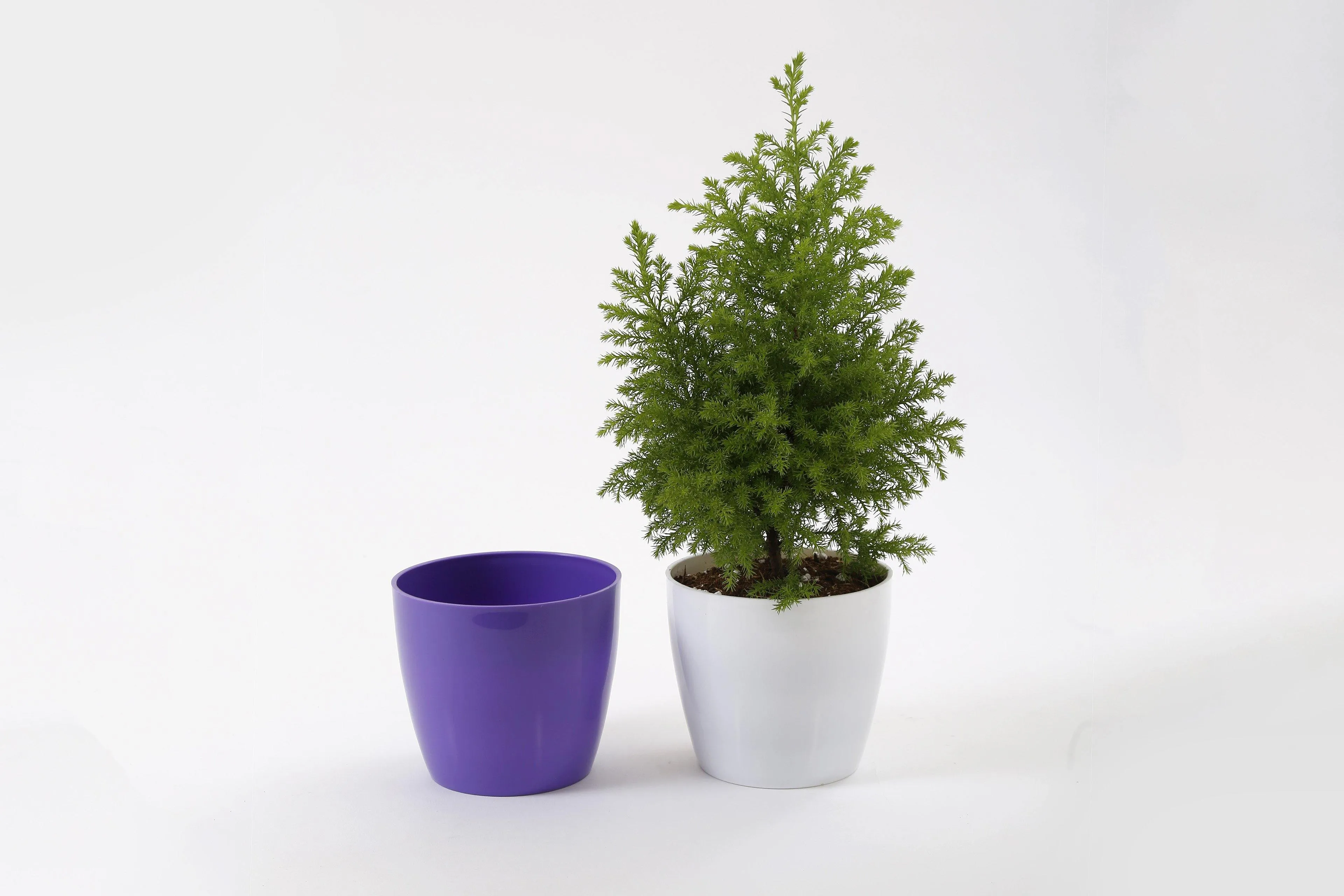 5 Inch Violet Singapore Pot (125mm)