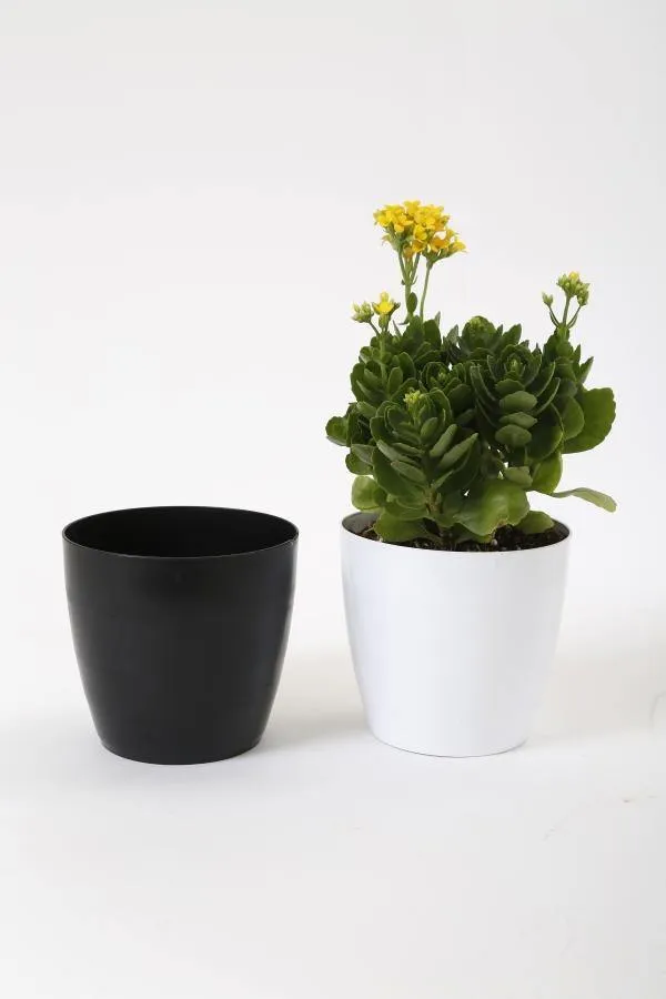 6 Inch Black Singapore Pot  (160mm)