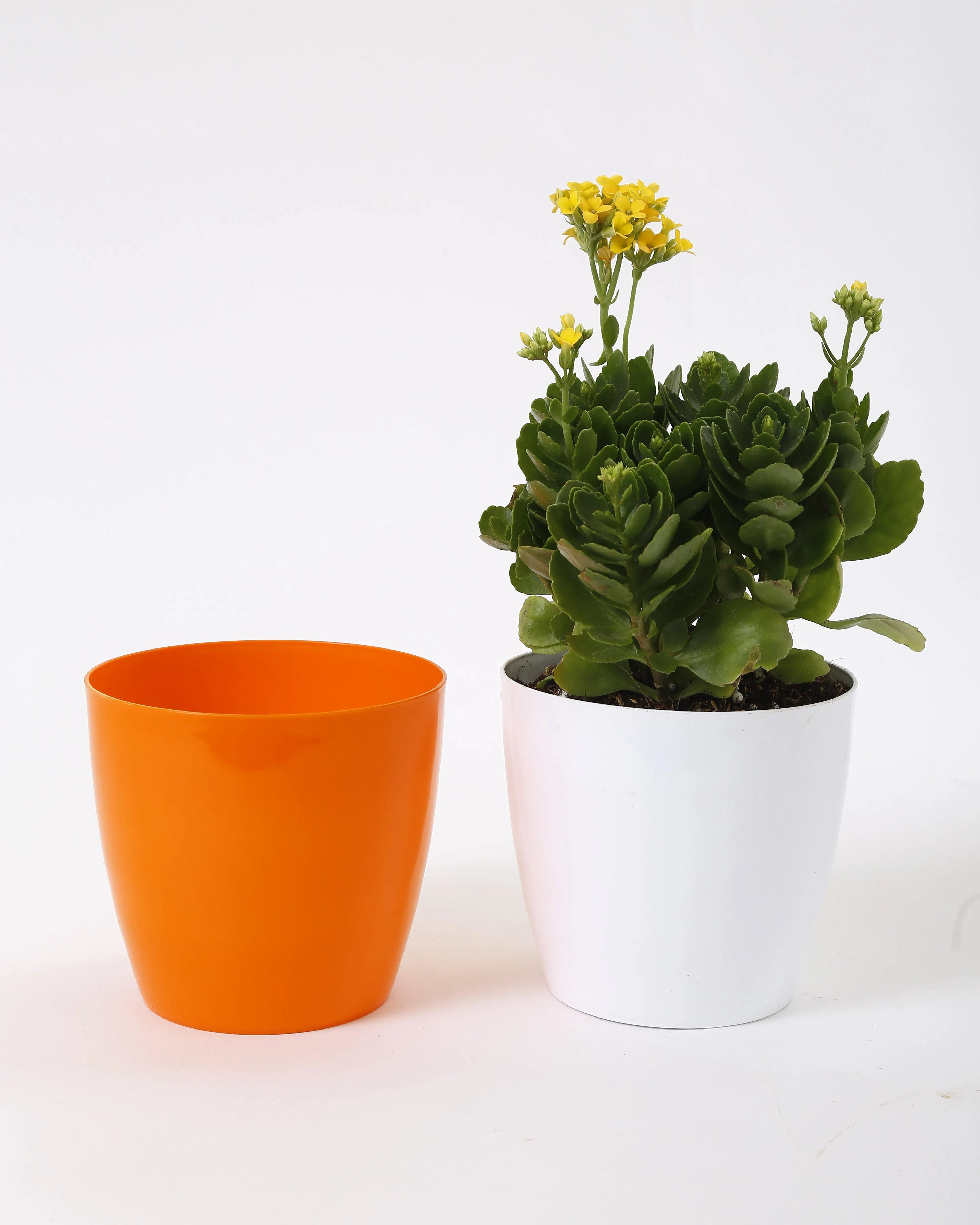 6 Inch Orange Singapore Pot (160mm)