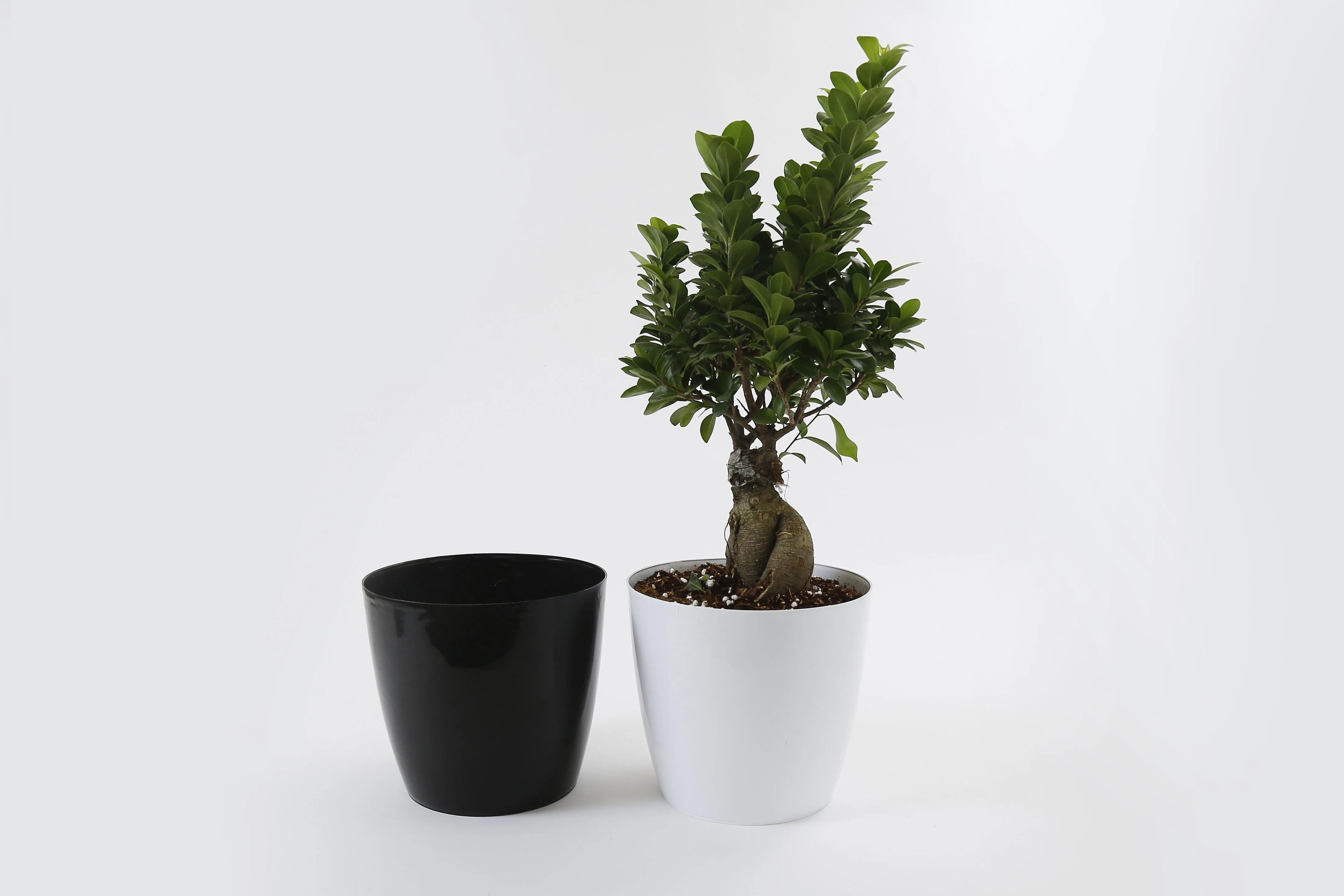 8.5 Inch Black Singapore Pot (220mm)