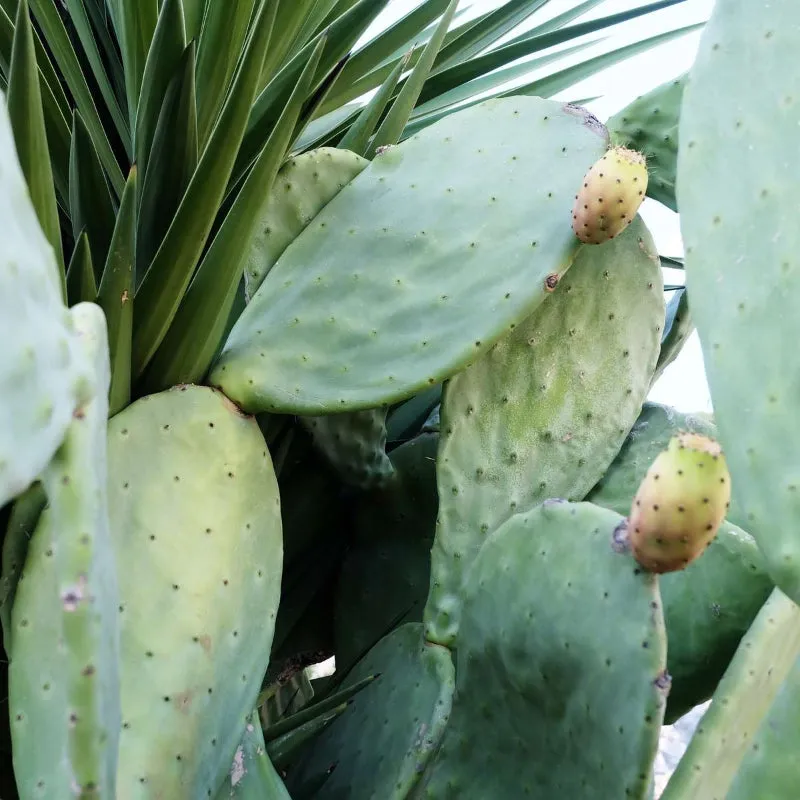 Cactus Toner Pads