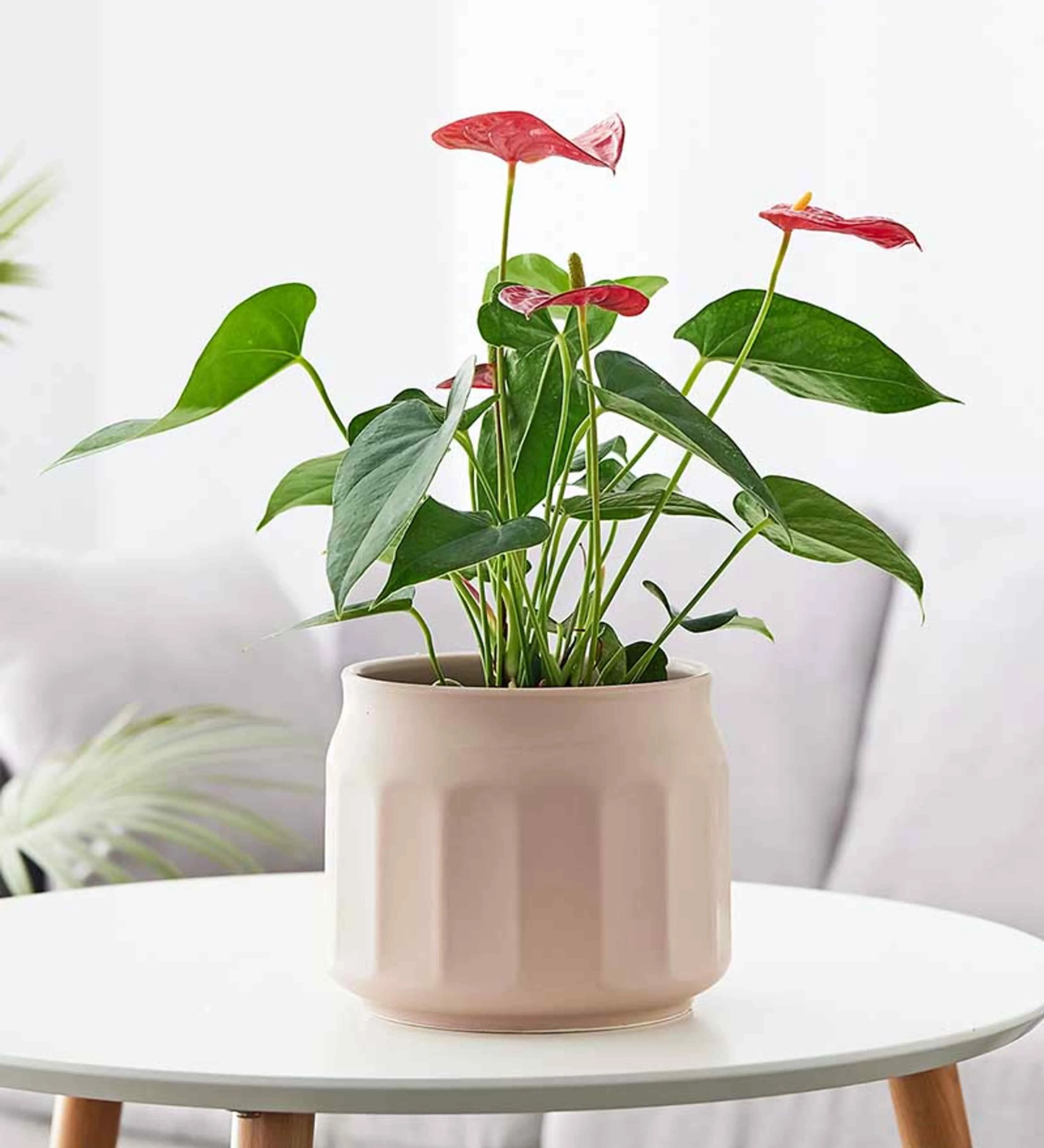 Elegant Blush Pink Ceramic Pot - Frosted Finish | Modern Indoor Planter