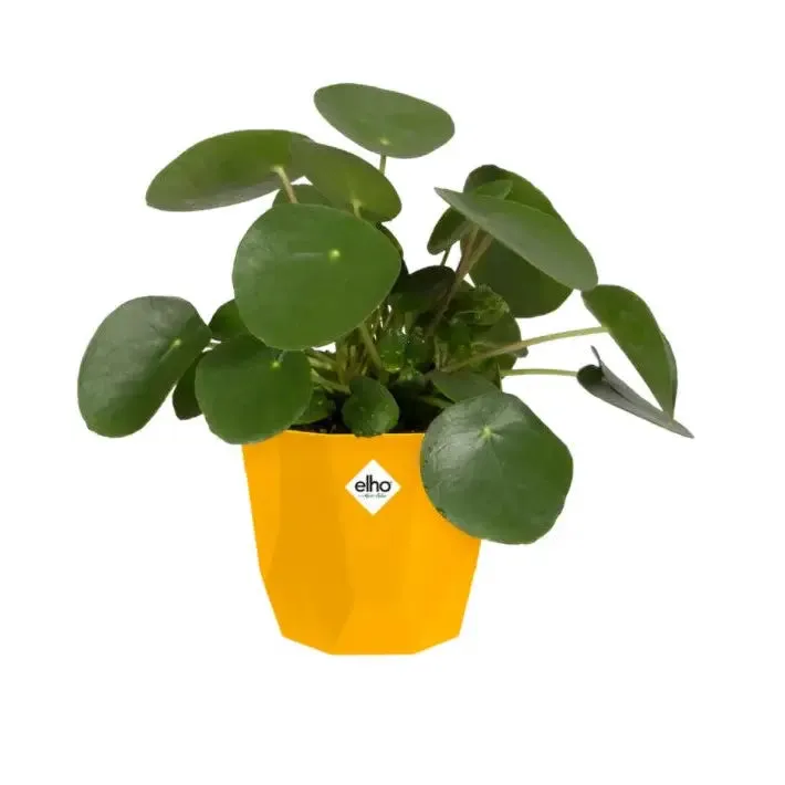 Elho B.For Rock - Flowerpot - Assorted Colour And Sizes